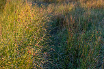 Hardstem bulrush ora Schoenoplectus Acutus plant. Selective focus. Reeds. Common Tule (Schoenoplectus lacustris), stand at a pond.