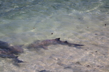 Tubarao Limao or Lemon Shark gathered to the surface at Fernando de Noronha island, Brazil. Negaprion brevirostris