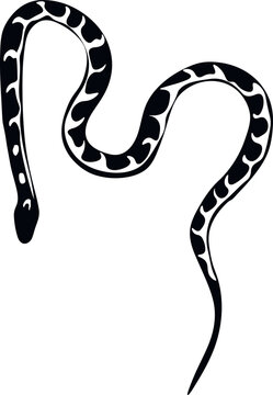 corn snake illustrated on a white background