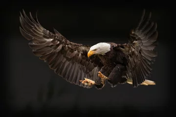 Poster Im Rahmen Close-up shot of a landing bald eagle in a dark blur © Wil Reijnders/Wirestock Creators