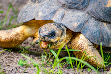 turtle is eating grass