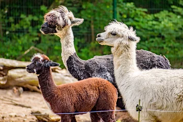 Acrylic prints Lama llama in the zoo