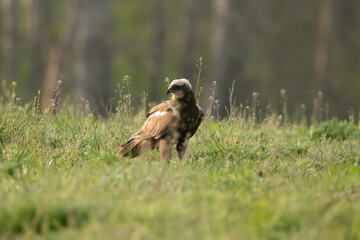 Błotniak stawowy © Robert