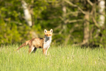 Lis pospolity rudzielec