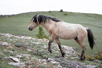 Buckskin wild horse stallion walking up rocky hill in the central rocky mountains of the western...