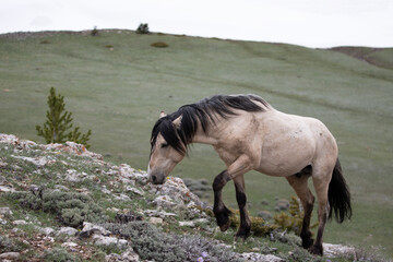 Dun wild horse stallion walking uphill in the Rocky Mountains of the western United States