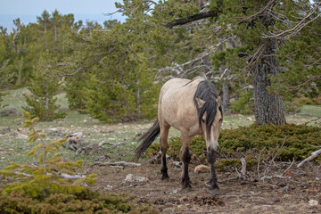 Buckskin wild horse stallion in the central rocky mountains of the western United States