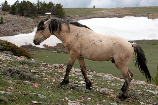 Dun buckskin wild horse stallion walking up rocky hill in the central rocky mountains of the western United States