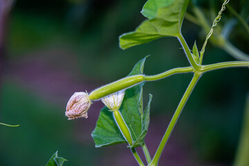 little cucurbit are growing.
