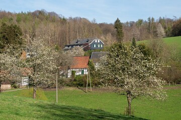 Rural houses and blooming fruit trees on meadow orchard, Bergisches Land, Germany