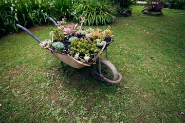 Bunch of house plants on a wheelbarrow, countryside