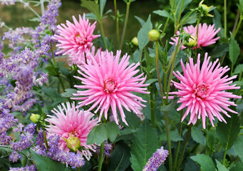 Obraz premium pink dahlias