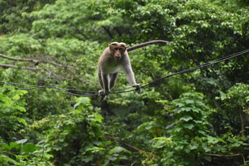 a monkey sitting on a cable