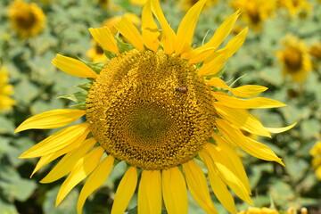 A bloomed sunflower (Helianthus annuus) in a sunny day. A pollinating honey bee is also visible. 
