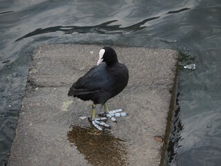 Closeup of Eurasian coot standing on wet rock in water