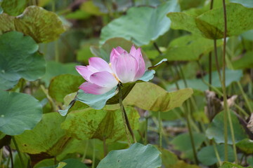 A bloomed lotus flower (Nelumbo nucifera) in a pond.