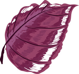 Hand drawn Botanical meadow flower and leaves illustrations © NOTTY-STUDIO