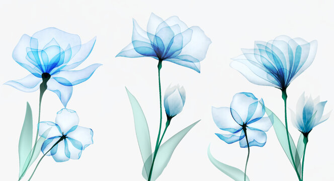 Luxury art background with transparent blue flowers in watercolor transparent style. Hand drawn botanical floral banner for wallpaper design, mural, print, decor, packaging.
