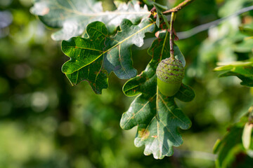 Żołądź, zielony owoc drzewa dąb, zbliżenie makro. 