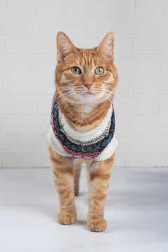 Portrait of a ginger cat in a knit sweater close-up