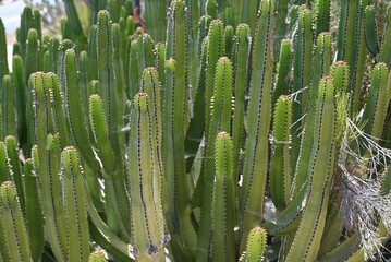 View of the Euphorbia canariensis cactus