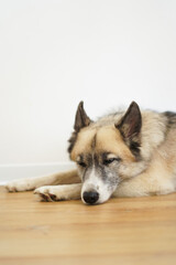 A domestic dog is resting, sleeping on the floor against the background of a white wall. An adopted animal