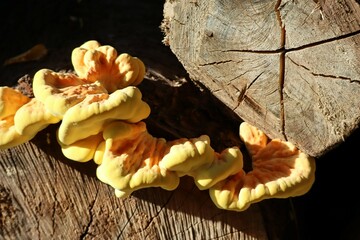 Chicken mushroom on the Tree trunk