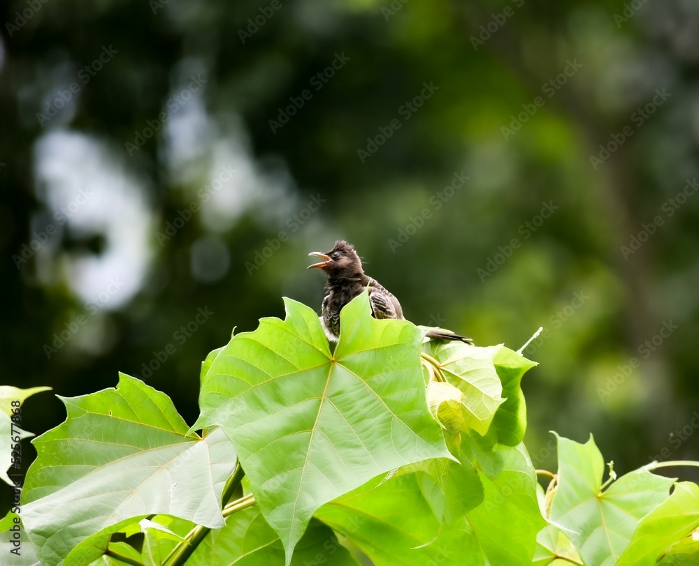 Poster Colorful bird perching on the leaves