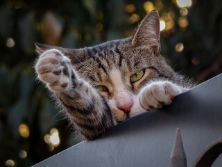 Chat tigré sur la clôture du jardin