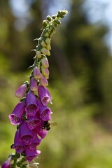 Vertical shot of a foxglove flower plant with a bee flying around it © Ferry Ratelband/Wirestock Creators