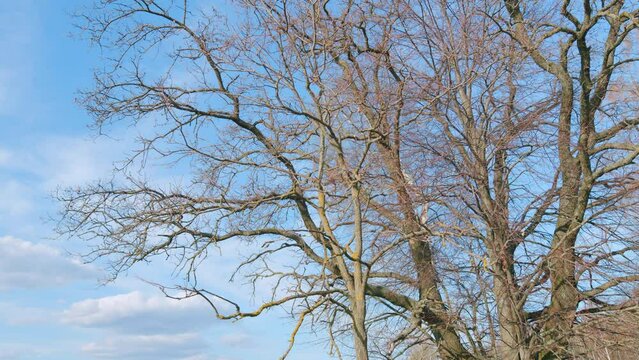 Bare branches oak tree in a spring. Gnarled old tree branches against blue sky with clouds at sunset. Tilt up.