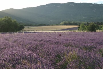 Lavender fields in summer in Provence South of France