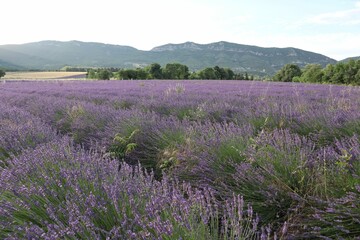 Lavender fields in summer in Provence South of France