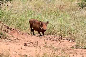 High-angle view of a common warthog by the wild grass field on a sunny day