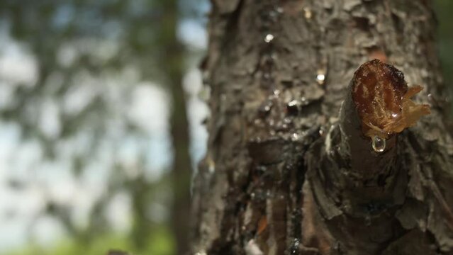 Camera movement towards a pine tree shows resin flows from it. Nice soft background.