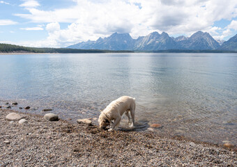 Dog on the lake shore
