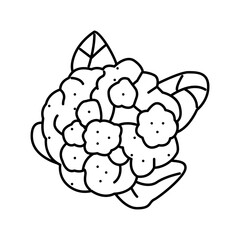 cauliflower cabbage line icon vector illustration