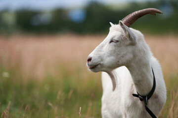 A white goat with a collar around its neck in a summer pasture. Selective focus. Copy space.