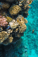 Coral colorful reef near the sea in azure water.