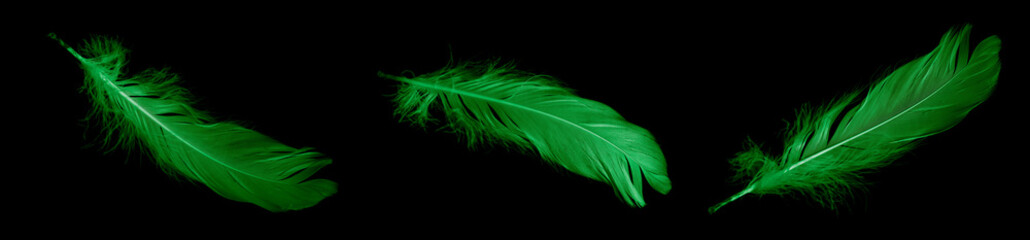 green feather goose on a black isolated background