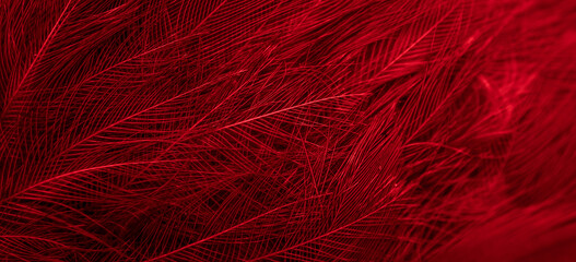 red feathers with visible details. background or textura