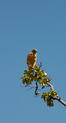 Falcão no galho da arvore