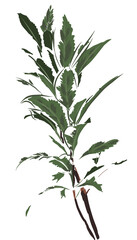 Beautiful Hand drawn Meadow floral illustrations element PNG file