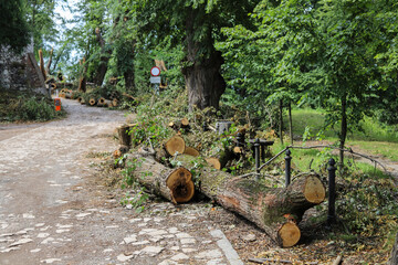 KRAKOW, POLAND - JULY 23, 2022: Six-hundred-year-old trees destroyed in a catastrophic storm.