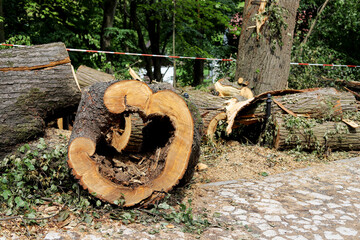 KRAKOW, POLAND - JULY 23, 2022: Six-hundred-year-old trees destroyed in a catastrophic storm.