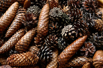 A Christmas natural background with many cones. © agneskantaruk