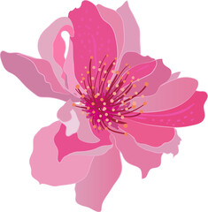 Hand drawn Blooming Orchid Flower illustrations element