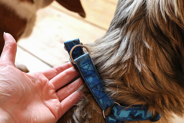 The woman puts the dog harness on to the little Yorkie.
