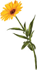Fototapeta premium Beautiful Hand drawn Paint meadow flowers illustrations element PNG files