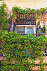 Detailed view old house covered with grapes vine. Grapes vine plants climbing wall. Window and balcony of old house covered with wild grapes. The facade is overgrown with thick grapes